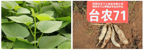 臺(tái)農(nóng)71